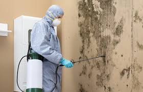 Environmental Consulting for Mold Prevention